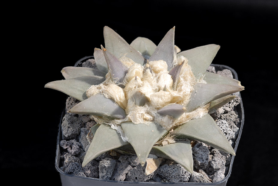 Ariocarpus retusus elongatus d. 11 80.00 €.jpg